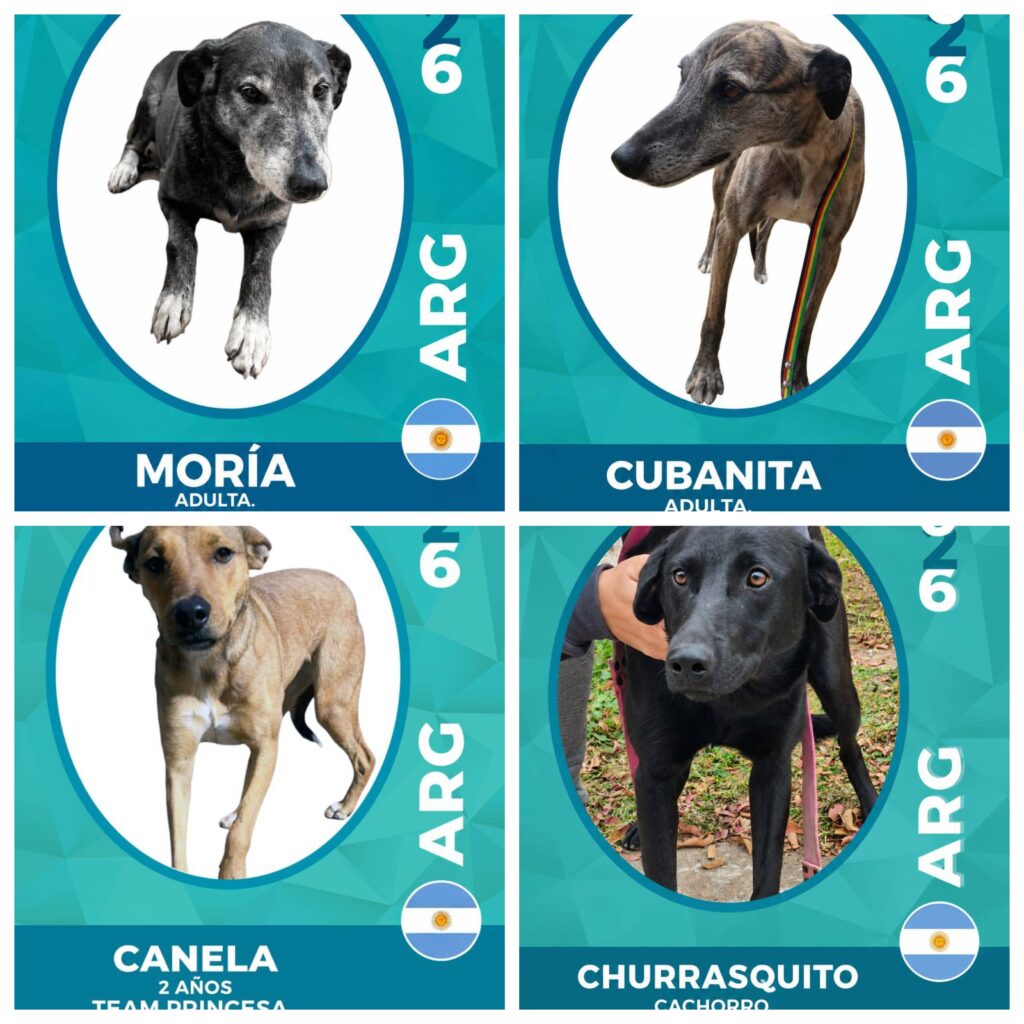 Tierna Campaña: lanzan 
