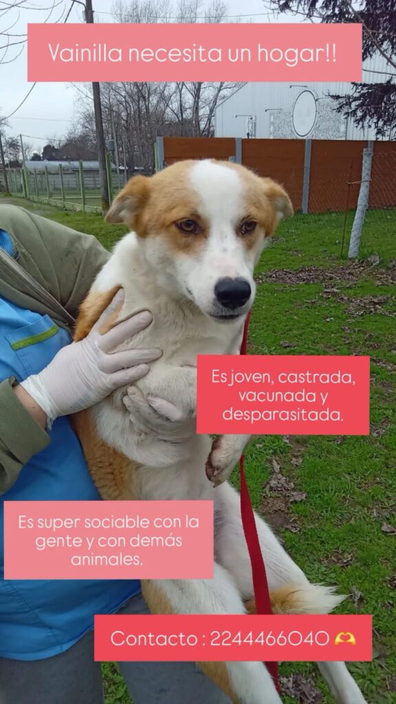 ¡Vainilla necesita un hogar!