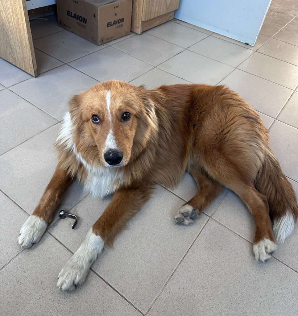 Perrito extraviado busca a sus dueños